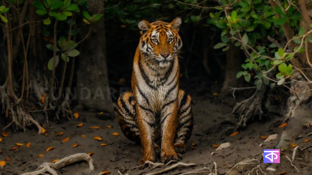 বাঘের হামলায় জখম মৎস্যজীবী সুস্থ হয়ে বাড়ি ফিরলেন ! ঘটনাটি ঠিক কি ঘটেছে….