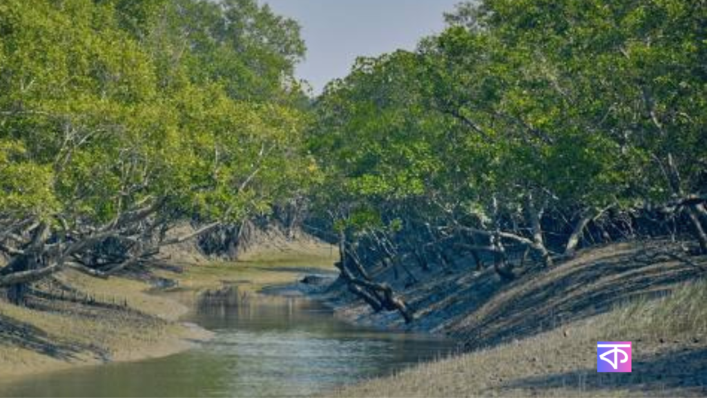 Sundarban