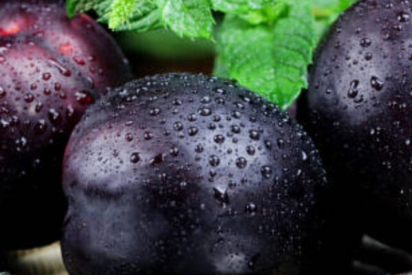 Close up of a black Plum on dark background