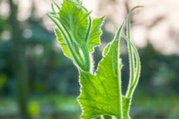 Calabash or bottle gourd leaves on a beautiful natural background