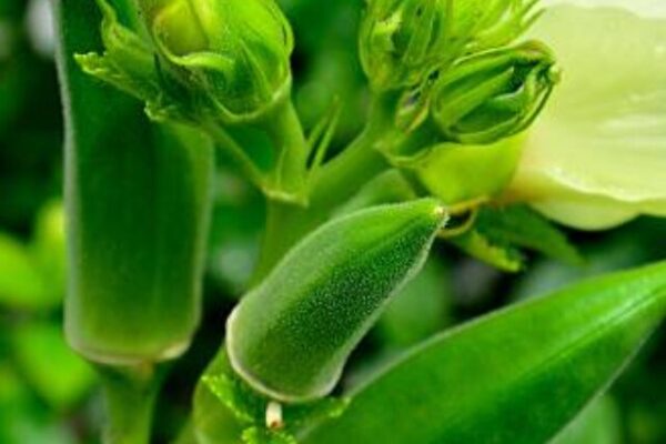 These are not green peppers,This is okra,It is a kind of medicinal vegetable.