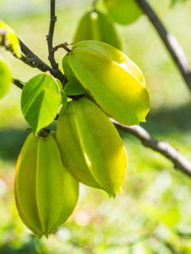 রোগ প্রতিরোধক হিসেবে কামরাঙার(Star Fruit) কতগুলি  পুষ্টিগুণ….