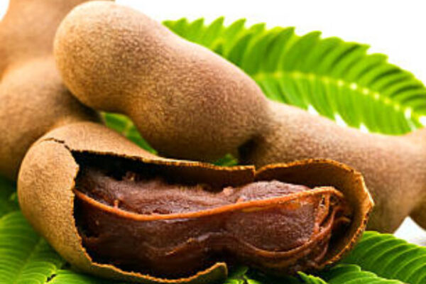 Fresh Tamarind with leaves