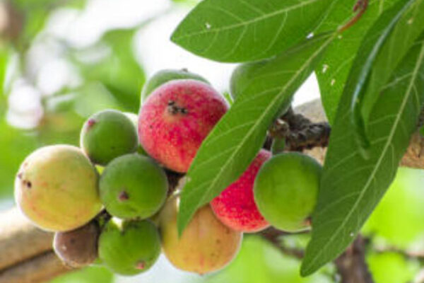 ficus racemosa, ficus fruit. cluster fig fruit