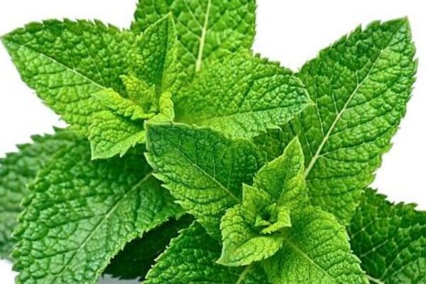 Mint leaf close up on a white background