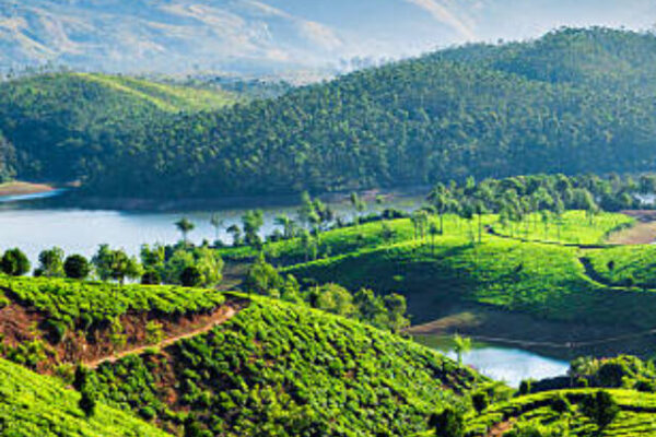 Tea plantations and Muthirappuzhayar River in hills near Munnar, Kerala, India