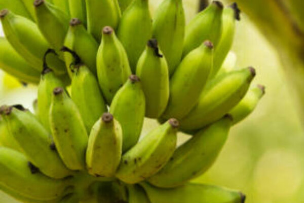 bananas growing on a tree