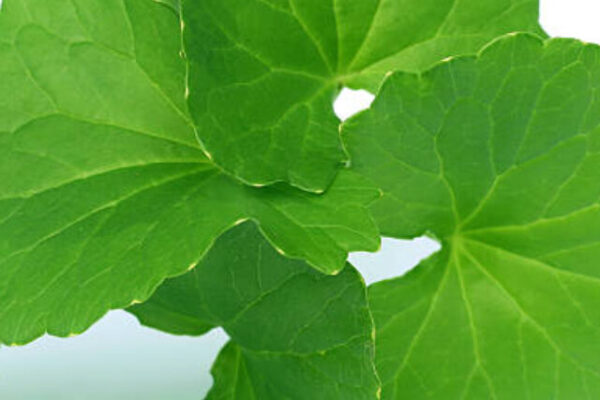 Medicinal thankuni leaves of Indian subcontinent over white background