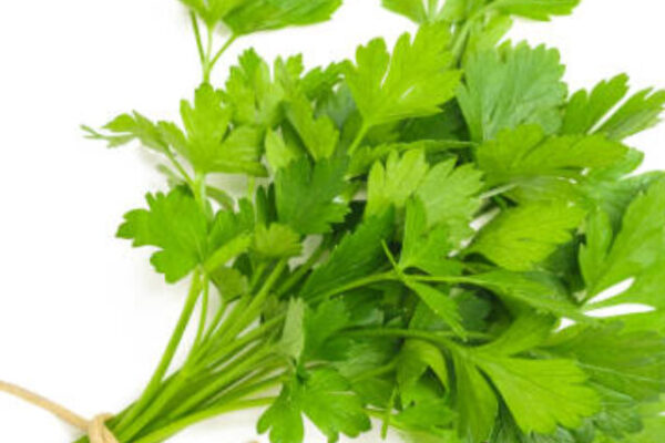 parsley bunch tied with cord isolated on white background